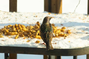 Avrupa Sığırcığı karlı yüzeyde dağınık yerfıstıklarının arasında, izleyicilerden uzakta duruyor. Yanardöner tüyleri detaylıdır, uzun, ince bir gagası vardır. Arka plan güneşli bir açık hava sahnesini gösteriyor..