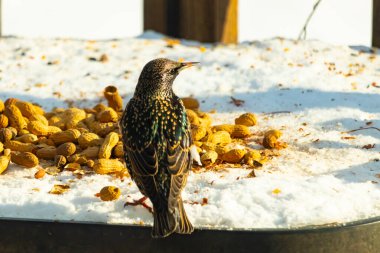 Avrupa Sığırcığı karlı yüzeyde dağınık yerfıstıklarının arasında, izleyicilerden uzakta duruyor. Yanardöner tüyleri detaylıdır, uzun, ince bir gagası vardır. Arka plan güneşli bir açık hava sahnesini gösteriyor..