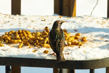 Avrupa Sığırcığı karlı yüzeyde dağınık yerfıstıklarının arasında, izleyicilerden uzakta duruyor. Yanardöner tüyleri detaylıdır, uzun, ince bir gagası vardır. Arka plan güneşli bir açık hava sahnesini gösteriyor..