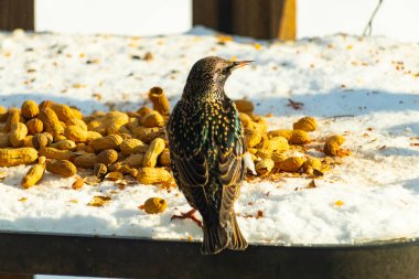 Avrupa Sığırcığı karlı yüzeyde dağınık yerfıstıklarının arasında, izleyicilerden uzakta duruyor. Yanardöner tüyleri detaylıdır, uzun, ince bir gagası vardır. Arka plan güneşli bir açık hava sahnesini gösteriyor..