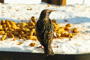 Avrupa Sığırcığı karlı yüzeyde dağınık yerfıstıklarının arasında, izleyicilerden uzakta duruyor. Yanardöner tüyleri detaylıdır, uzun, ince bir gagası vardır. Arka plan güneşli bir açık hava sahnesini gösteriyor..