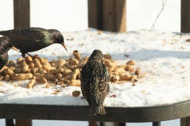 Üç Avrupalı sığırcık, dağınık yerfıstıklarının arasında karlı bir yüzeyde toplanıyor. Bir kuş, benekli tüylerini göstererek uzaklaşıyor. Şehir vahşi yaşam sahnesi.