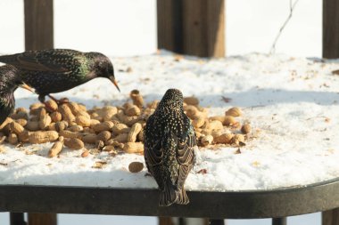 Üç Avrupalı sığırcık, dağınık yerfıstıklarının arasında karlı bir yüzeyde toplanıyor. Bir kuş, benekli tüylerini göstererek uzaklaşıyor. Şehir vahşi yaşam sahnesi.