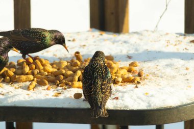 Üç Avrupalı sığırcık, dağınık yerfıstıklarının arasında karlı bir yüzeyde toplanıyor. Bir kuş, benekli tüylerini göstererek uzaklaşıyor. Şehir vahşi yaşam sahnesi.