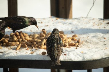 Üç Avrupalı sığırcık, dağınık yerfıstıklarının arasında karlı bir yüzeyde toplanıyor. Bir kuş, benekli tüylerini göstererek uzaklaşıyor. Şehir vahşi yaşam sahnesi.