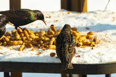 Üç Avrupalı sığırcık, dağınık yerfıstıklarının arasında karlı bir yüzeyde toplanıyor. Bir kuş, benekli tüylerini göstererek uzaklaşıyor. Şehir vahşi yaşam sahnesi.