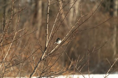Küçük, açık renkli, koyu renk bir kuş ince bir dal üzerinde ince dalların arasında ince bir dal üzerinde bulanık kahverengi bir arkaplana karşı duruyor. Doğa, vahşi yaşam, incelik, huzur.