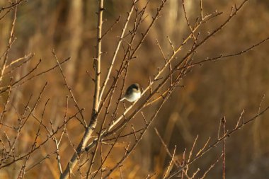 Küçük, açık renkli, koyu renk bir kuş ince bir dal üzerinde ince dalların arasında ince bir dal üzerinde bulanık kahverengi bir arkaplana karşı duruyor. Doğa, vahşi yaşam, incelik, huzur.