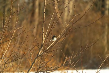Küçük, açık renkli, koyu renk bir kuş ince bir dal üzerinde ince dalların arasında ince bir dal üzerinde bulanık kahverengi bir arkaplana karşı duruyor. Doğa, vahşi yaşam, incelik, huzur.