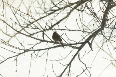 Dişi bir Kuzey Kardinali, soluk kahverengi ve kırmızı tüylü, yumuşak, bulutlu bir gökyüzüne karşı çıplak, kışlık bir dala tünemiş. Kış vahşi yaşamı, kuş gözlemciliği, dingin doğa..