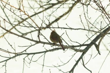 Dişi bir Kuzey Kardinali, soluk kahverengi ve kırmızı tüylü, yumuşak, bulutlu bir gökyüzüne karşı çıplak, kışlık bir dala tünemiş. Kış vahşi yaşamı, kuş gözlemciliği, dingin doğa..