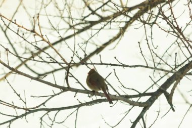 Dişi bir Kuzey Kardinali, soluk kahverengi ve kırmızı tüylü, yumuşak, bulutlu bir gökyüzüne karşı çıplak, kışlık bir dala tünemiş. Kış vahşi yaşamı, kuş gözlemciliği, dingin doğa..