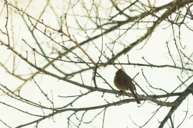 Dişi bir Kuzey Kardinali, soluk kahverengi ve kırmızı tüylü, yumuşak, bulutlu bir gökyüzüne karşı çıplak, kışlık bir dala tünemiş. Kış vahşi yaşamı, kuş gözlemciliği, dingin doğa..