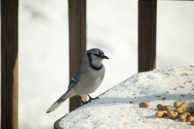Mavi Jay 'in karla kaplı bir yüzeye konmuş ve etrafına fıstıklar saçılmış yakın plan bir görüntüsü. Kuş sola bakıyor, mavi, beyaz ve siyah tüylerini sergiliyor. Arka plan karlı..