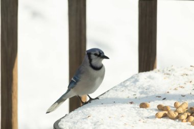 Mavi Jay 'in karla kaplı bir yüzeye konmuş ve etrafına fıstıklar saçılmış yakın plan bir görüntüsü. Kuş sola bakıyor, mavi, beyaz ve siyah tüylerini sergiliyor. Arka plan karlı..