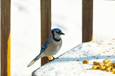 Mavi Jay 'in karla kaplı bir yüzeye konmuş ve etrafına fıstıklar saçılmış yakın plan bir görüntüsü. Kuş sola bakıyor, mavi, beyaz ve siyah tüylerini sergiliyor. Arka plan karlı..