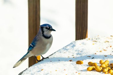 Mavi Jay 'in karla kaplı bir yüzeye konmuş ve etrafına fıstıklar saçılmış yakın plan bir görüntüsü. Kuş sola bakıyor, mavi, beyaz ve siyah tüylerini sergiliyor. Arka plan karlı..