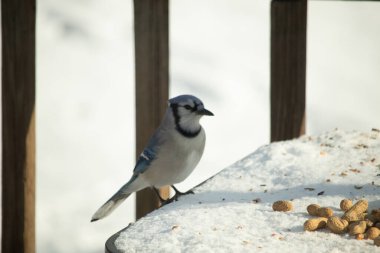 Mavi Jay 'in karla kaplı bir yüzeye konmuş ve etrafına fıstıklar saçılmış yakın plan bir görüntüsü. Kuş sola bakıyor, mavi, beyaz ve siyah tüylerini sergiliyor. Arka plan karlı..