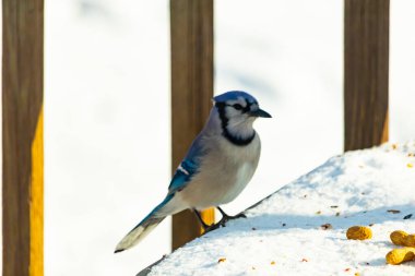 Mavi Jay 'in karla kaplı bir yüzeye konmuş ve etrafına fıstıklar saçılmış yakın plan bir görüntüsü. Kuş sola bakıyor, mavi, beyaz ve siyah tüylerini sergiliyor. Arka plan karlı..