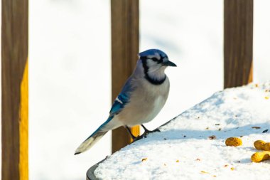 Mavi Jay 'in karla kaplı bir yüzeye konmuş ve etrafına fıstıklar saçılmış yakın plan bir görüntüsü. Kuş sola bakıyor, mavi, beyaz ve siyah tüylerini sergiliyor. Arka plan karlı..
