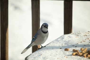 Mavi Jay 'in karla kaplı bir yüzeye konmuş ve etrafına fıstıklar saçılmış yakın plan bir görüntüsü. Kuş sola bakıyor, mavi, beyaz ve siyah tüylerini sergiliyor. Arka plan karlı..