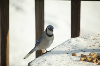 Mavi Jay 'in karla kaplı bir yüzeye konmuş ve etrafına fıstıklar saçılmış yakın plan bir görüntüsü. Kuş sola bakıyor, mavi, beyaz ve siyah tüylerini sergiliyor. Arka plan karlı..