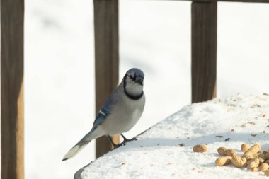 Mavi Jay 'in karla kaplı bir yüzeye konmuş ve etrafına fıstıklar saçılmış yakın plan bir görüntüsü. Kuş sola bakıyor, mavi, beyaz ve siyah tüylerini sergiliyor. Arka plan karlı..