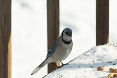 Mavi Jay 'in karla kaplı bir yüzeye konmuş ve etrafına fıstıklar saçılmış yakın plan bir görüntüsü. Kuş sola bakıyor, mavi, beyaz ve siyah tüylerini sergiliyor. Arka plan karlı..