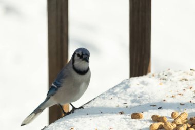 Mavi Jay 'in karla kaplı bir yüzeye konmuş ve etrafına fıstıklar saçılmış yakın plan bir görüntüsü. Kuş sola bakıyor, mavi, beyaz ve siyah tüylerini sergiliyor. Arka plan karlı..