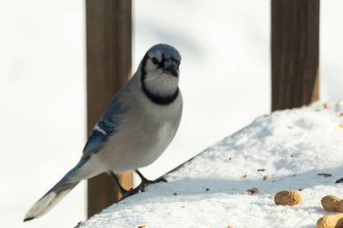 Mavi Jay 'in karla kaplı bir yüzeye konmuş ve etrafına fıstıklar saçılmış yakın plan bir görüntüsü. Kuş sola bakıyor, mavi, beyaz ve siyah tüylerini sergiliyor. Arka plan karlı..