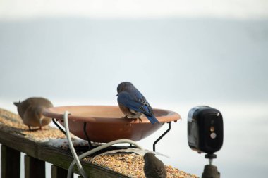 Canlı bir mavi kuş, terakotta kuş banyosuna tünemiş. Mavi tüyleri, sıcak tonlarla çelişiyor. Başka bir kuş, odak dışı, yakınlarda oturuyor. Bir besleyiciye ait vahşi hayatın detaylı görüntüsü..