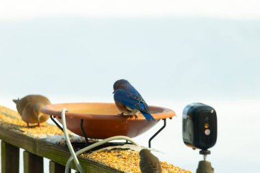 Canlı bir mavi kuş, terakotta kuş banyosuna tünemiş. Mavi tüyleri, sıcak tonlarla çelişiyor. Başka bir kuş, odak dışı, yakınlarda oturuyor. Bir besleyiciye ait vahşi hayatın detaylı görüntüsü..