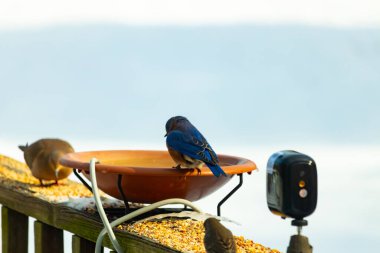 Canlı bir mavi kuş, terakotta kuş banyosuna tünemiş. Mavi tüyleri, sıcak tonlarla çelişiyor. Başka bir kuş, odak dışı, yakınlarda oturuyor. Bir besleyiciye ait vahşi hayatın detaylı görüntüsü..