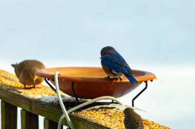 Canlı bir mavi kuş, terakotta kuş banyosuna tünemiş. Mavi tüyleri, sıcak tonlarla çelişiyor. Başka bir kuş, odak dışı, yakınlarda oturuyor. Bir besleyiciye ait vahşi hayatın detaylı görüntüsü..