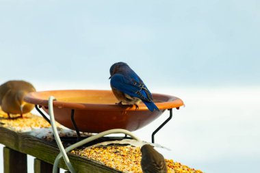 Canlı bir mavi kuş, terakotta kuş banyosuna tünemiş. Mavi tüyleri, sıcak tonlarla çelişiyor. Başka bir kuş, odak dışı, yakınlarda oturuyor. Bir besleyiciye ait vahşi hayatın detaylı görüntüsü..