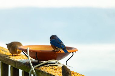 Canlı bir mavi kuş, terakotta kuş banyosuna tünemiş. Mavi tüyleri, sıcak tonlarla çelişiyor. Başka bir kuş, odak dışı, yakınlarda oturuyor. Bir besleyiciye ait vahşi hayatın detaylı görüntüsü..