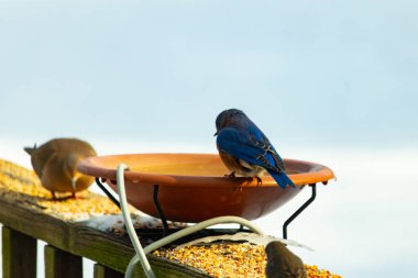 Canlı bir mavi kuş, terakotta kuş banyosuna tünemiş. Mavi tüyleri, sıcak tonlarla çelişiyor. Başka bir kuş, odak dışı, yakınlarda oturuyor. Bir besleyiciye ait vahşi hayatın detaylı görüntüsü..