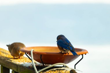 Canlı bir mavi kuş, terakotta kuş banyosuna tünemiş. Mavi tüyleri, sıcak tonlarla çelişiyor. Başka bir kuş, odak dışı, yakınlarda oturuyor. Bir besleyiciye ait vahşi hayatın detaylı görüntüsü..