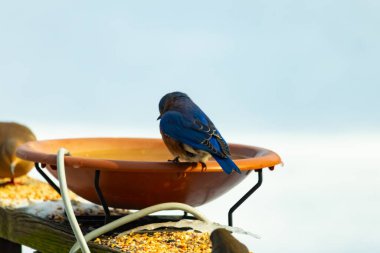 Canlı bir mavi kuş, terakotta kuş banyosuna tünemiş. Mavi tüyleri, sıcak tonlarla çelişiyor. Başka bir kuş, odak dışı, yakınlarda oturuyor. Bir besleyiciye ait vahşi hayatın detaylı görüntüsü..