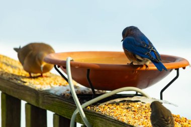 Canlı bir mavi kuş, terakotta kuş banyosuna tünemiş. Mavi tüyleri, sıcak tonlarla çelişiyor. Başka bir kuş, odak dışı, yakınlarda oturuyor. Bir besleyiciye ait vahşi hayatın detaylı görüntüsü..