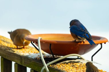 Canlı bir mavi kuş, terakotta kuş banyosuna tünemiş. Mavi tüyleri, sıcak tonlarla çelişiyor. Başka bir kuş, odak dışı, yakınlarda oturuyor. Bir besleyiciye ait vahşi hayatın detaylı görüntüsü..