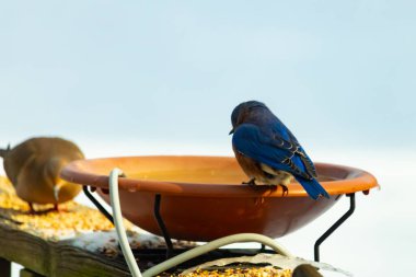 Canlı bir mavi kuş, terakotta kuş banyosuna tünemiş. Mavi tüyleri, sıcak tonlarla çelişiyor. Başka bir kuş, odak dışı, yakınlarda oturuyor. Bir besleyiciye ait vahşi hayatın detaylı görüntüsü..
