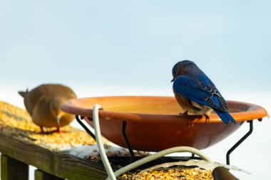Canlı bir mavi kuş, terakotta kuş banyosuna tünemiş. Mavi tüyleri, sıcak tonlarla çelişiyor. Başka bir kuş, odak dışı, yakınlarda oturuyor. Bir besleyiciye ait vahşi hayatın detaylı görüntüsü..