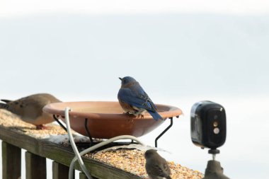 Canlı bir mavi kuş, terakotta kuş banyosuna tünemiş. Mavi tüyleri, sıcak tonlarla çelişiyor. Başka bir kuş, odak dışı, yakınlarda oturuyor. Bir besleyiciye ait vahşi hayatın detaylı görüntüsü..