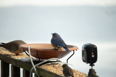 Canlı bir mavi kuş, terakotta kuş banyosuna tünemiş. Mavi tüyleri, sıcak tonlarla çelişiyor. Başka bir kuş, odak dışı, yakınlarda oturuyor. Bir besleyiciye ait vahşi hayatın detaylı görüntüsü..