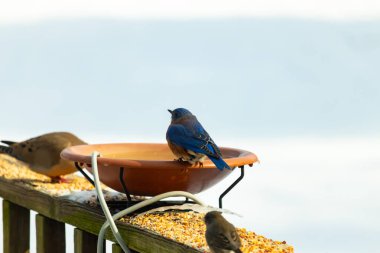 Canlı bir mavi kuş, terakotta kuş banyosuna tünemiş. Mavi tüyleri, sıcak tonlarla çelişiyor. Başka bir kuş, odak dışı, yakınlarda oturuyor. Bir besleyiciye ait vahşi hayatın detaylı görüntüsü..
