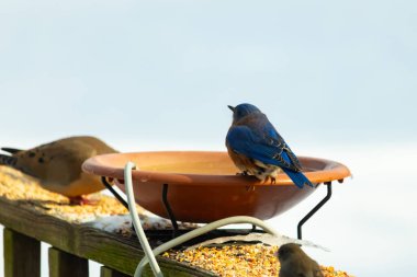 Canlı bir mavi kuş, terakotta kuş banyosuna tünemiş. Mavi tüyleri, sıcak tonlarla çelişiyor. Başka bir kuş, odak dışı, yakınlarda oturuyor. Bir besleyiciye ait vahşi hayatın detaylı görüntüsü..