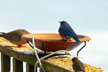 Canlı bir mavi kuş, terakotta kuş banyosuna tünemiş. Mavi tüyleri, sıcak tonlarla çelişiyor. Başka bir kuş, odak dışı, yakınlarda oturuyor. Bir besleyiciye ait vahşi hayatın detaylı görüntüsü..