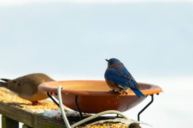 Canlı bir mavi kuş, terakotta kuş banyosuna tünemiş. Mavi tüyleri, sıcak tonlarla çelişiyor. Başka bir kuş, odak dışı, yakınlarda oturuyor. Bir besleyiciye ait vahşi hayatın detaylı görüntüsü..