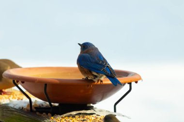 Canlı bir mavi kuş, terakotta kuş banyosuna tünemiş. Mavi tüyleri, sıcak tonlarla çelişiyor. Başka bir kuş, odak dışı, yakınlarda oturuyor. Bir besleyiciye ait vahşi hayatın detaylı görüntüsü..